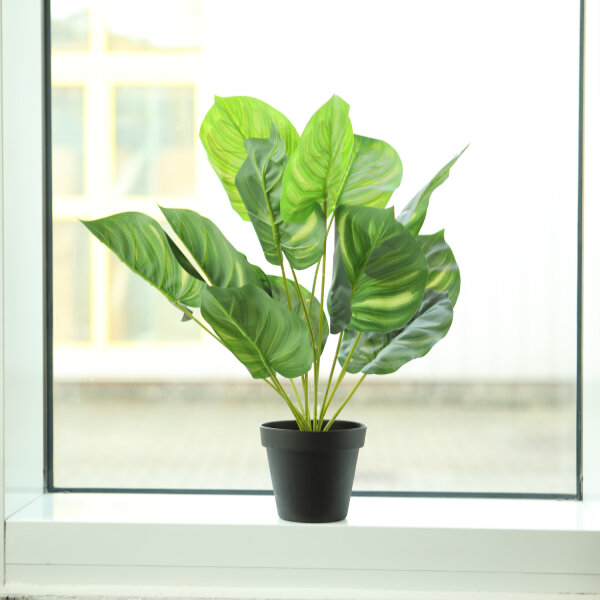 drachenbaum. Dracaena Lemon Drachenbaum XXL 110cm – vielgrün