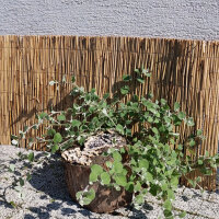 Schilfmatte Sichtschutzmatte Schilfrohrmatte 600x110cm